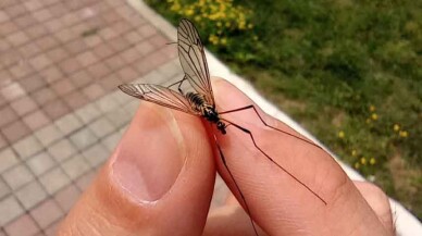 Kocaeli Büyükşehir’den çayır sineği ile ilgili açıklama