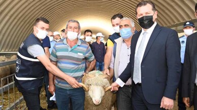 Balıkesir Büyükşehir üreticilere damızlık koç dağıttı