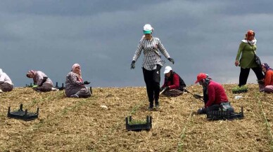 Kocaeli Büyükşehir 2,5 milyon biberiye fidesini toprakla buluşturdu