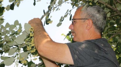 Kocaeli sokaklarını ıhlamur kokusu sardı