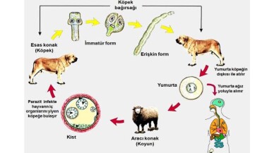 Kurban’da çöpe sakatat atmayın!