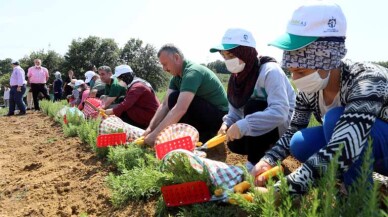 Kocaeli’de dikilen 2,6 milyon biberiyenin hasadına başlandı