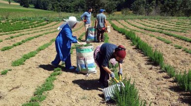 Kocaeli’de biberiye hasadı sürüyor