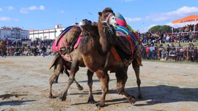 Burhaniye Deve Güreşleri Nefes Kesti