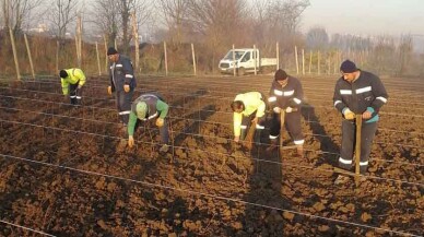 10 bin çınar fidanı toprak ile buluştu