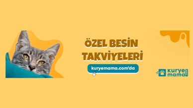 Kampanyalı Kedi Köpek Maması ve Yatağı Kuryemama.com İndirim de