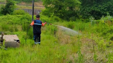 Sakarya'da sinek ve böceklere karşı ilaçlama yapılıyor