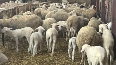 Besiciler şapın yol açtığı zararların karşılanmasını istedi