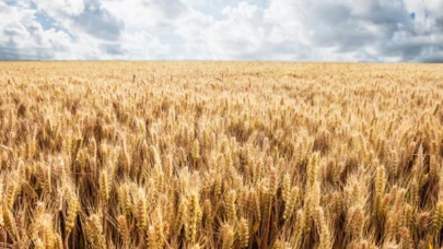 2025 TMO Buğday ve Arpa Alım Fiyatları Açıklandı