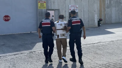 Mısır tarlasına ekilen uyuşturucuyu jandarma ele geçirdi
