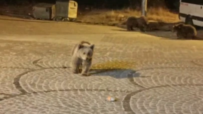 Uludağ’da gece yarısı ayı sürprizi