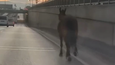 Başıboş at trafikte tehlike saçtı