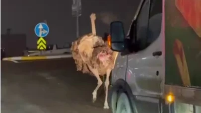Deve kuşu, trafiği alt üst etti