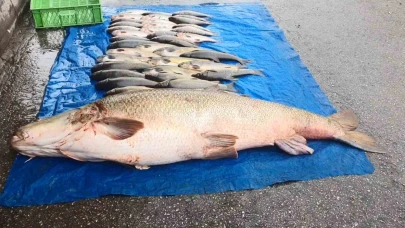 Elazığ’da 52 kilogram ağırlığında turna yakalandı
