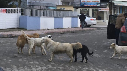 Başıboş köpekler Kaynarca'da korku salıyor