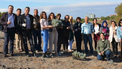 BAÜN Botanik Bahçesinde 300 Lavanta Fidanı Toprakla Buluştu