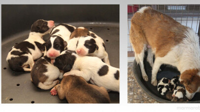 Kanaldan kurtarılan anne köpek ve yavruları emin ellerde