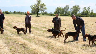 9. Fermalı Av Köpekleri yarışması hafta sonu yapılacak