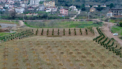 Kocaeli'nde 40 bin metrekare alan ağaçlandırıldı