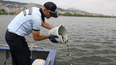 Kocaeli Zabıtası midye avcılarına göz açtırmıyor