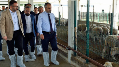 Bursa Büyükşehir'den üreticiye Merinos desteği