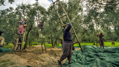 Zeytinin Başkenti Gemlik Fotoğraf Yarışması