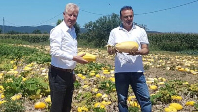 Sakarya'da ilk yerli kabak çekirdeği tohumunun hasadı yapıldı