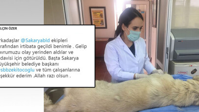 Yaralı köpeğe Büyükşehir müdahalesi