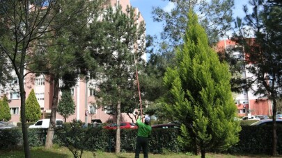 Kocaeli’de çam kese böceğiyle mücadele sürüyor