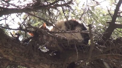 (ÖZEL) 3 gün boyunca ağaçta mahsur kalan kedi itfaiye ekiplerince kurtarıldı