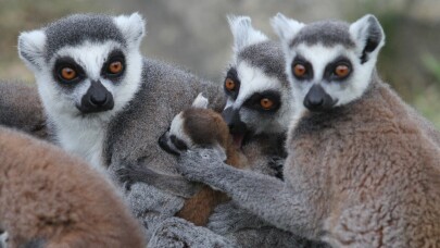 (Özel) Lemur ailesine 8 yeni üye