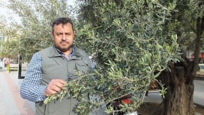 Somaklar zeytincileri sevindirdi