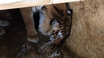 AslanPark’taki Bengal Kaplanı üç yavru dünyaya getirdi
