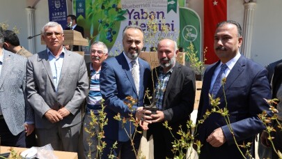 Çiftçi yaban mersini ile kalkınıyor