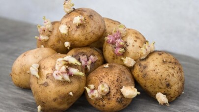 Filizlenen patates öldürebilir