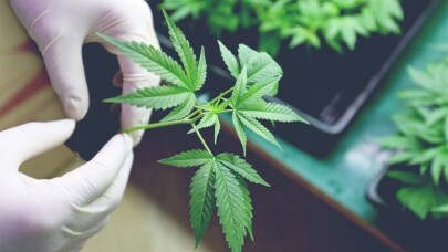 Genç girişimci kenevir yağı ile dermokozmetik ürünler üretiyor