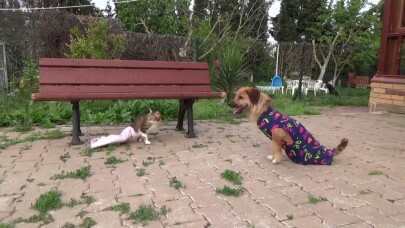 (Özel) Engelli kedi ile köpeğin göz yaşartan dostluğu