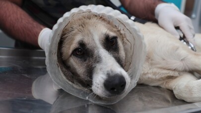 (Özel) Kafası bidona sıkışan köpek tekrar hayata döndürüldü