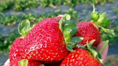 Sakarya’da çilek hasadı başladı