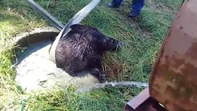 Su kuyusuna düşen yaban domuzunu itfaiye ekipleri kurtardı