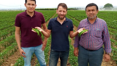 Avrupa’nın biberi Yenişehir’den
