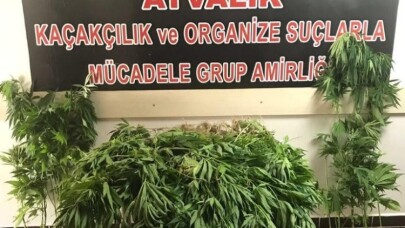 Ayvalık polisinden çiftliğe Hint keneviri baskını