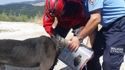 Başına teneke sıkışan köpeği itfaiye kurtardı