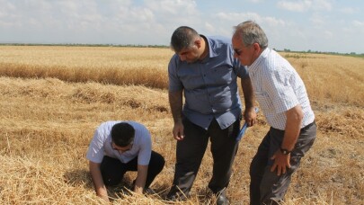 Buğdayda dane kaybına karşı denetim yapılıyor
