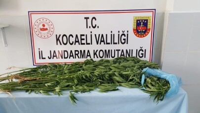 İzmit’te ormanlık alana ekili 67 kök kenevir ele geçirildi