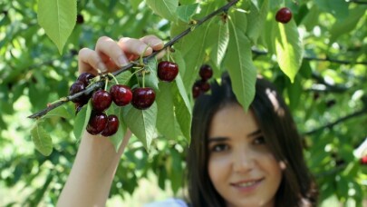 Kirazlar dalında kaldı