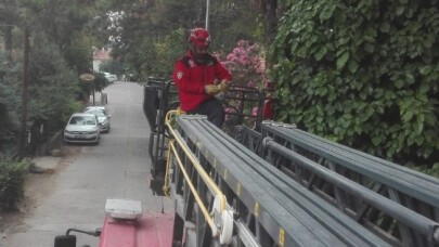 Köpek korkusundan ağaca çıkan kediyi itfaiye kurtardı