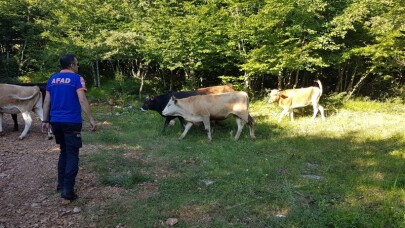 Ormanda kaybolan inek sürüsünden 9’u AFAD insansız hava aracı ile bulundu
