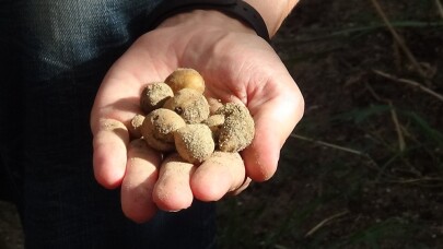 (Öze) Kazdağları’nda orkide hasadı başladı