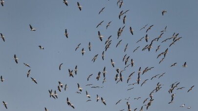 (Özel) Ak pelikanların gökyüzündeki dansı havadan görüntülendi